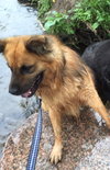 Fozzy Bear-ADOPTED-7.3.15
