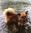 Fozzy Bear-ADOPTED-7.3.15