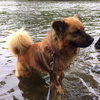 Fozzy Bear-ADOPTED-7.3.15