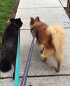 Fozzy Bear-ADOPTED-7.3.15