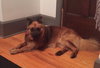 Fozzy Bear-ADOPTED-7.3.15