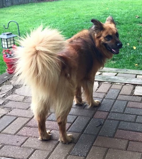 Fozzy Bear-ADOPTED-7.3.15