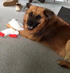 Fozzy Bear-ADOPTED-7.3.15