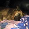 Fozzy Bear-ADOPTED-7.3.15