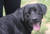 Fernando ♥ - ADOPTED-11.14.15