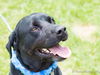 Fernando ♥ - ADOPTED-11.14.15