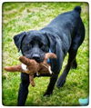 Fernando ♥ - ADOPTED-11.14.15
