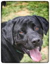 Fernando ♥ - ADOPTED-11.14.15