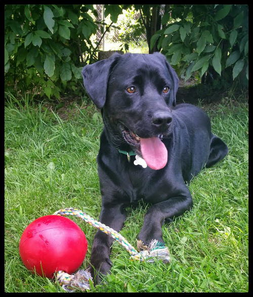 Fernando ♥ - ADOPTED-11.14.15