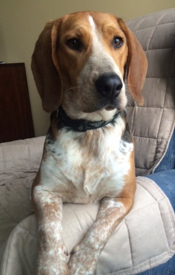 Homer-ADOPTED-7.6.15