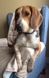 Homer-ADOPTED-7.6.15
