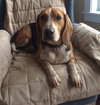 Homer-ADOPTED-7.6.15