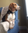 Homer-ADOPTED-7.6.15