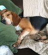 Homer-ADOPTED-7.6.15