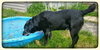 Ringo - ADOPTED-10.17.15