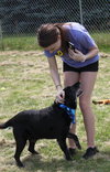 Ringo - ADOPTED-10.17.15
