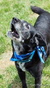 Ringo - ADOPTED-10.17.15