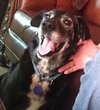 Ringo - ADOPTED-10.17.15