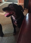 Ringo - ADOPTED-10.17.15