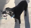 Ringo - ADOPTED-10.17.15