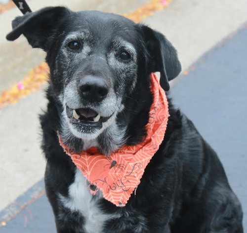 Ringo - ADOPTED-10.17.15