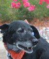Ringo - ADOPTED-10.17.15