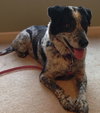 Indy - ADOPTED 07.07.15