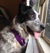 Indy - ADOPTED 07.07.15