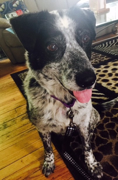 Indy - ADOPTED 07.07.15