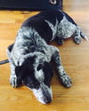 Indy - ADOPTED 07.07.15