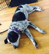 Indy - ADOPTED 07.07.15