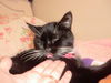 Sweetheart - ADOPTED 09.15.15