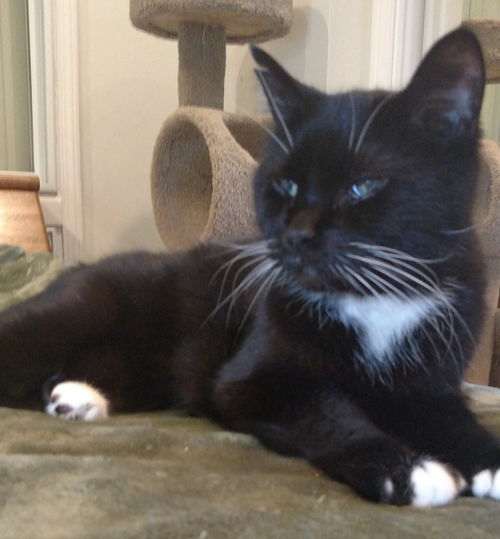 Sweetheart - ADOPTED 09.15.15