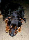 Boadie - ADOPTED 08.13.15