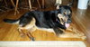 Boadie - ADOPTED 08.13.15