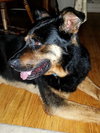 Boadie - ADOPTED 08.13.15