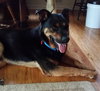 Boadie - ADOPTED 08.13.15
