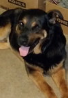 Boadie - ADOPTED 08.13.15