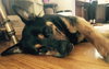 Boadie - ADOPTED 08.13.15