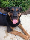 Boadie - ADOPTED 08.13.15