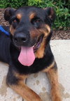 Boadie - ADOPTED 08.13.15