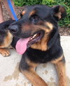 Boadie - ADOPTED 08.13.15