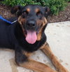 Boadie - ADOPTED 08.13.15