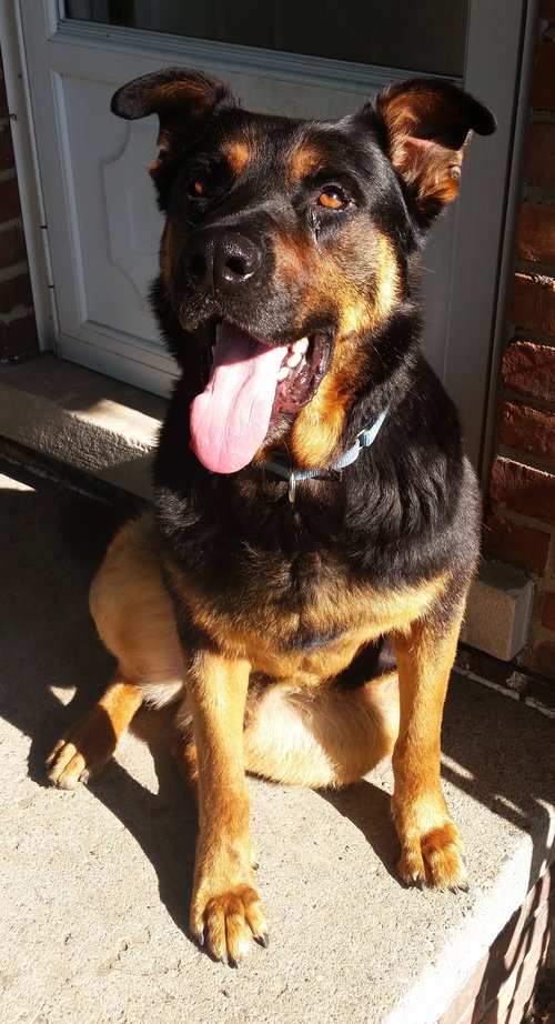 Boadie - ADOPTED 08.13.15