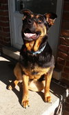 Boadie - ADOPTED 08.13.15