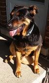 Boadie - ADOPTED 08.13.15