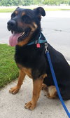 Boadie - ADOPTED 08.13.15