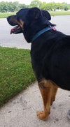 Boadie - ADOPTED 08.13.15