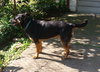 Boadie - ADOPTED 08.13.15