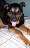 Boadie - ADOPTED 08.13.15
